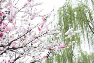 春日攀缠,探寻自然与生命的和谐共鸣